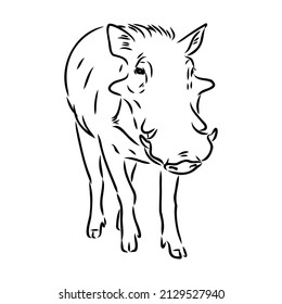 Black and white vector line drawing of a Warthog