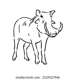 Black and white vector line drawing of a Warthog