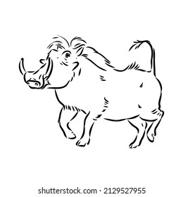 Black White Vector Line Drawing Warthog Stock Vector (Royalty Free ...