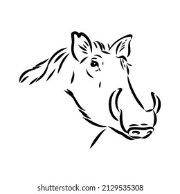 Black and white vector line drawing of a Warthog