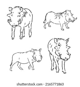 Black and white vector line drawing of a Warthog's face