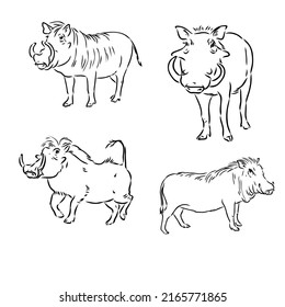 Black and white vector line drawing of a Warthog's face