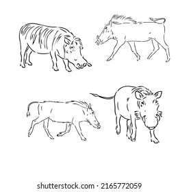 Black and white vector line drawing of a Warthog's face