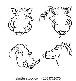 Black and white vector line drawing of a Warthog's face