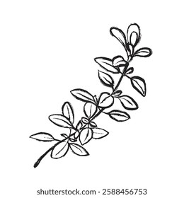 Black and white vector line drawing of a thyme branch. Ideal for culinary projects, packaging, logos, restaurant design, menus, and natural products.