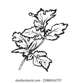 Black and white vector line drawing of a parsley branch. Suitable for culinary projects, packaging, logos, restaurant design, menus, and farm products.