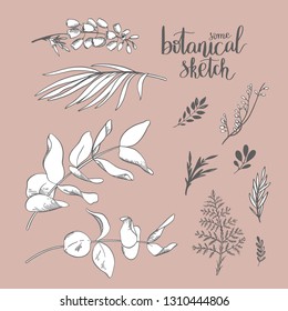 Black and white vector line sketch illustration,eucalyptus twig and leaves. Floral element for wedding and invitation cards.