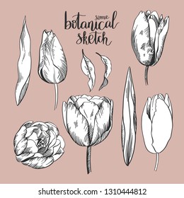Black and white vector line sketch illustration, flowers of tulip. Floral element for wedding and invitation cards.