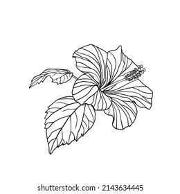 Black White Vector Linear Hibiscus Flower Stock Vector (Royalty Free ...