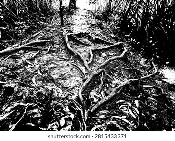 Black and white vector of a muddy path with fallen leaves and tangled roots in a mangrove forest. Stencil line art illustration of tropical wetland swamp boardwalk with high contrast silhouettes.