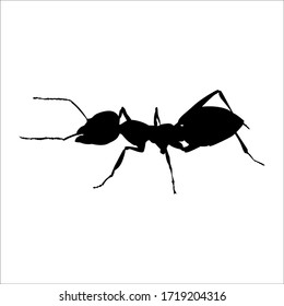 Black and white vector outline of an ant, white background