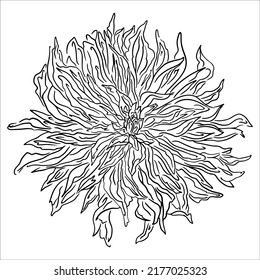 Black and white vector outline illustration of chrysanthemum flower isolated on white background.