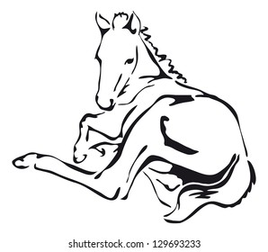 black and white vector outlines of a foal