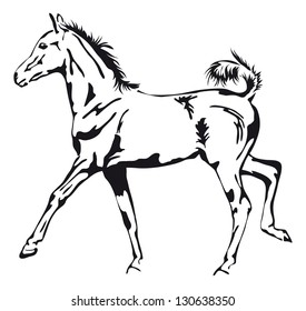 black and white vector outlines of a proud foal