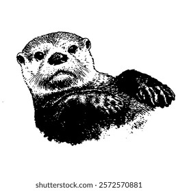 black and white vector portrait of an otter, drawn with intricate shading and cross-hatching for a detailed and lifelike wildlife illustration