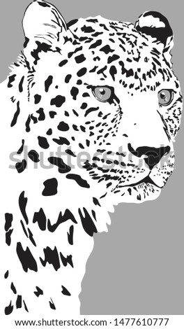 Black and white vector portrait of a wild leopard on the silver background. Can be used as logo, fashion design, bookplate