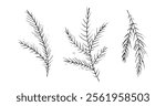 Black and White Vector Set of Pine Branches
