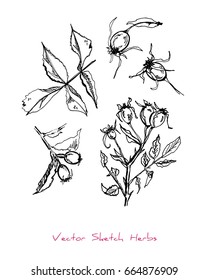 Black and white vector set of sketches of a herb (dogrose (Rosa) berries, twigs and leaves), initially hand drawn in Chinese ink, elements for decorative floral design, isolated on white