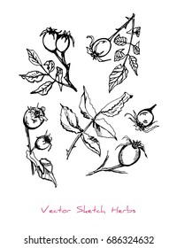 Black and white vector set of sketches of a herb (dogrose (Rosa) berries, twigs and leaves), initially hand drawn in Chinese ink, elements for decorative floral design, isolated on white