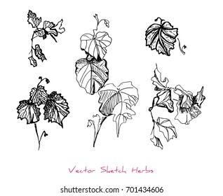 Black and white vector set of sketches of herbs (twigs with leaves), initially hand drawn in Chinese ink, elements for decorative floral design, isolated on white