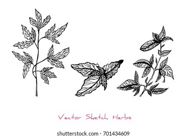 Black and white vector set of sketches of herbs (Parsley, Mint, Basil; twigs with leaves), initially hand drawn in Chinese ink, element for decorative floral design, isolated on white