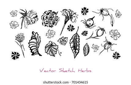 Black and white vector set of sketches of herbs (different parts of plants: flowers, berries, leaves), initially hand drawn in Chinese ink, elements for floral design, isolated on white