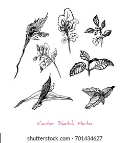 Black and white vector set of sketches of herbs (different kinds of sprouts; twigs, leaves and buds), initially hand drawn in Chinese ink, elements for decorative floral design, isolated on white