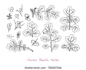 Black and white vector set of sketches of a herb (different parts of Celandine or Chelidonium majus), initially hand drawn in Chinese ink, elements for decorative floral design, isolated on white