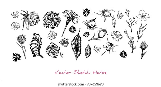 Black and white vector set of sketches of herbs (different parts of plants: flowers, berries, leaves), initially hand drawn in Chinese ink, elements for floral design, isolated on white