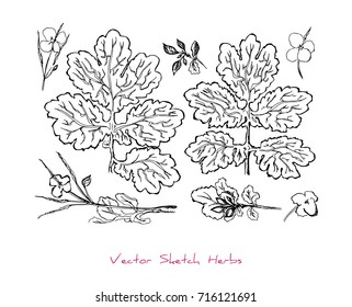Black and white vector set of sketches of a herb (different parts of Celandine or Chelidonium majus), initially hand drawn in Chinese ink, elements for decorative floral design, isolated on white