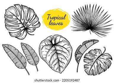 Black and white vector set of tropical leaves on a transparent background in outline style: monstera, palm, banana, anthurium.