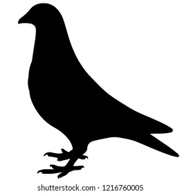 black and white vector silhouette of a pigeon or dove