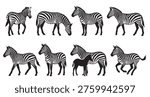 black and white vector silhouette set of zebra