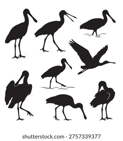 black and white vector silhouette set of spoonbill bird