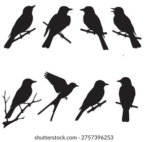 black and white vector silhouette set of Kingbird animal