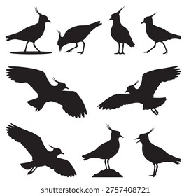 black and white vector silhouette set of Lapwing