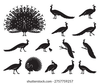 black and white vector silhouette set of Peafowl