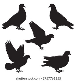 black and white vector silhouette set of pigeon