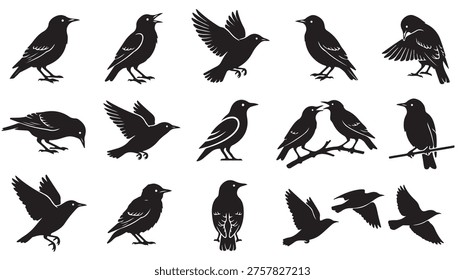 black and white vector silhouette set of starling
