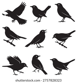 black and white vector silhouette set of thrush bird
