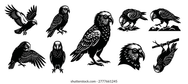 black and white vector silhouette of set of Kea bird
