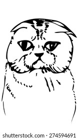 black and white vector sketch beautiful cat muzzle