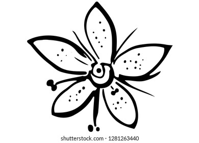 black and white vector sketch blooming beautiful flower