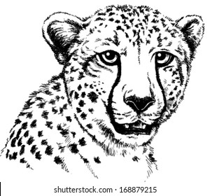 Black and white vector sketch of a Cheetah's face