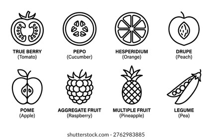 Black and white vector sketch collection of fruit types, including true berry, pepo, hesperidium, drupe, pome, aggregate, multiple, and legume