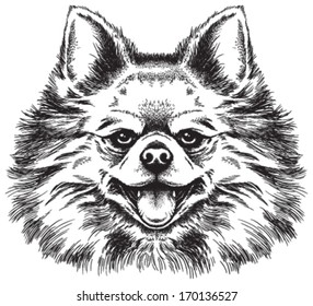 Black and white vector sketch of a cute Toy Pomeranian's face