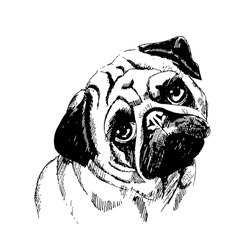 Black And White Vector Sketch Of A Fawn Pug's Face