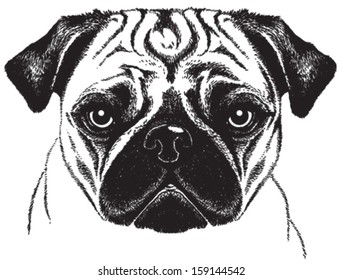 Black and white vector sketch of a fawn pug's face