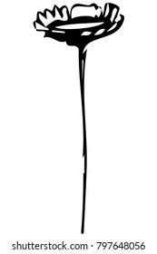 black and white vector sketch field flower on stem