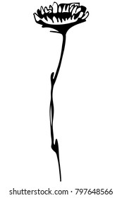  black and white vector sketch field flower on stem